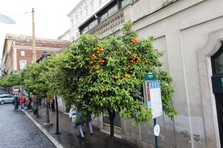 rome-245